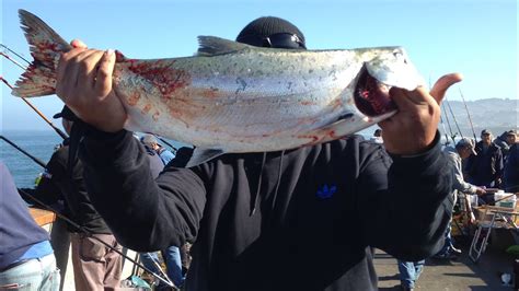 Salmon Bobber Rig For Pacifica Pier Youtube