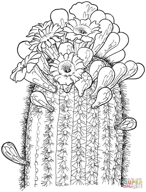 Cactus which is known to be low in calories as well as fat content offers various health benefits and is consumed for this reason. 17 Best images about Ideas: Succulents and Tattoos on ...