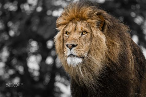 Check spelling or type a new query. Lion HD Wallpapers Free Download