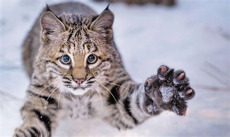 Bobcat Kitten Makes Himself At Home At High Desert Museum