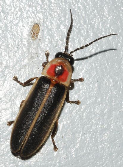 Eastern Firefly Photinus Pyralis Bugguidenet