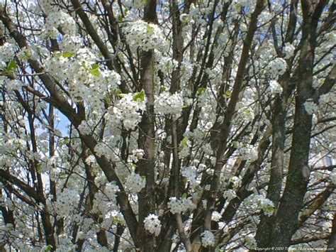 The main attraction is the appearance of the showy white or pink flowers (actually bracts) that herald the arrival of spring. Dogwood Tree Pictures