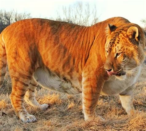 Liger Facts Female Ligers Are As Big As Male Ligers And They Weigh