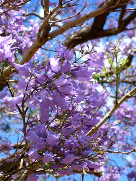Flowering Purple Tree Ladegimages