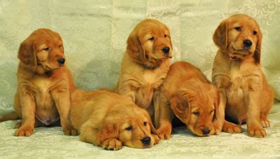 Find golden retriever puppies and breeders in your area and helpful golden retriever information. Golden Retriever Puppies | White Golden Retriever Puppies ...