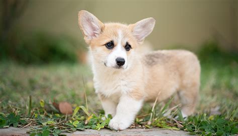 You can adopt a corgi from a local animal shelter or rescue for much less than it would cost to purchase one from a breeder. Corgi Puppies - Ownership Guide | Purina Australia