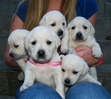 Gorgeous White Lab Puppies From Legacy Check Them Out White