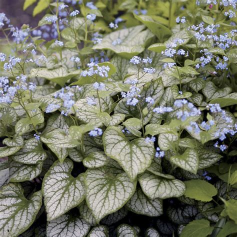 Jack Frost Brunnera At Jackson And Perkins