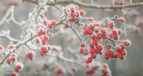 Winter Helga Demharter Flickr