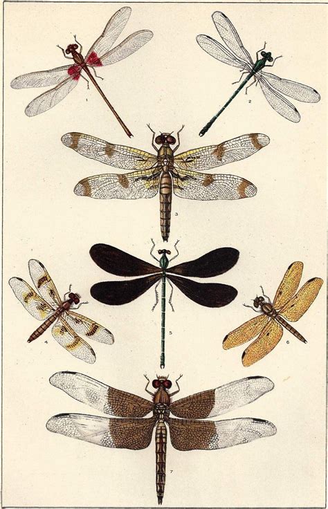 Antique Dragon Fly Print Dragon Flies Insects 1909 Lithograph Bookplate