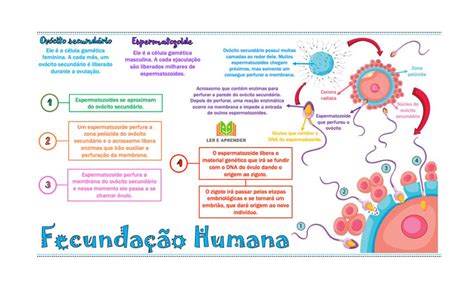 Mapa mental sobre a fecundação humana Baixe grátis em PDF
