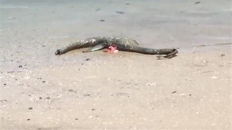 Mystery Of Sea Creature Washed On Georgia Coast May Be Solved Miami