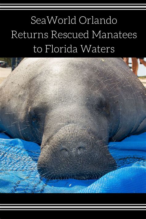 Seaworld Orlando Returns Rescued Manatees To Florida Waters Seaworld