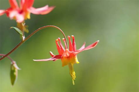 Virginia Native Plants List 14 Pretty Blooming Garden Flowers