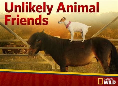 Unlikely Animal Friends Tv Show Air Dates And Track Episodes