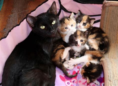 Mama And Baby Kittens Kittens Photo 41501702 Fanpop