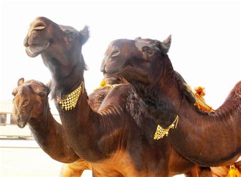 Baynounah, a camel beauty competition for emirati breeders, used to take place in the western region just before al dhafra, so it made sense to. Arabian Tales and Other Amazing Adventures: How to Judge a ...