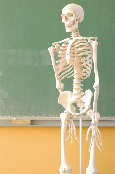 The axial skeleton and the. A List of Bones in the Human Body With Labeled Diagrams ...