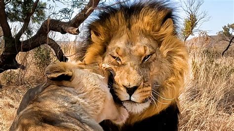 The Real Lion King And His Naughty Queen The Lion Whisperer Youtube