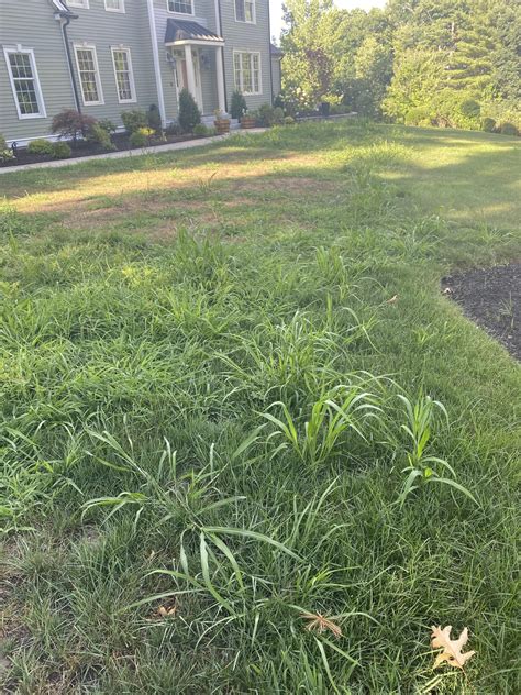 Crabgrass Vs Bermuda Grass Difference And Similarities Lawn Phix