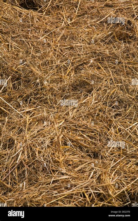 Pile Of Hay High Resolution Stock Photography And Images Alamy