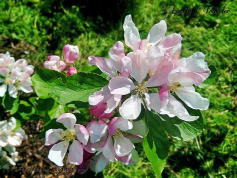 Apple Flower Malus Pumila