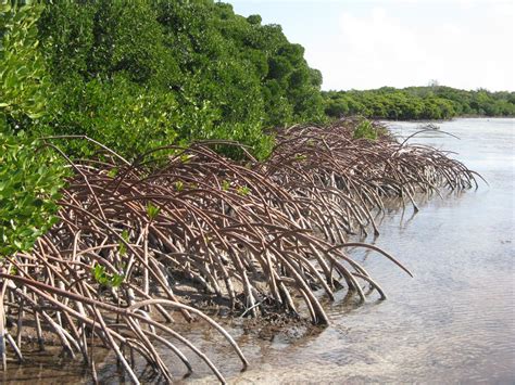 revealed from ancient sediment mangrove tole eurekalert