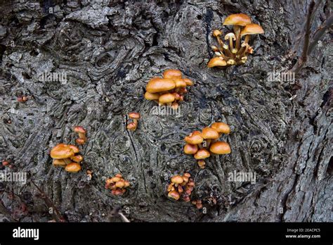 Mushrooms Tree Trunk Stock Photo Alamy