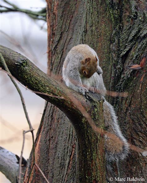 Squirrel Breeding Biology Mating And Copulatory Plugs Wildlife Online