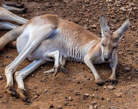 Once You See Inside A Kangaroos Pouch Theres No Going Back The Dodo