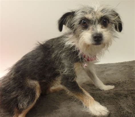 Little Terrier Mix Dog Looking For A Quiet Place Daily News