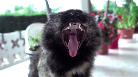 Cat Yawning In Slow Motion Slow Mo Madness Youtube