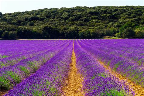 How To Grow Lavender Plants Ebay