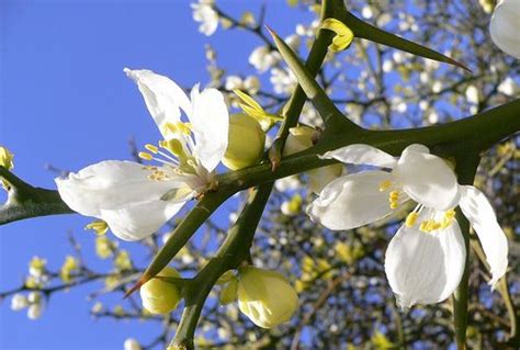 Poncirus trifoliata - a photo on Flickriver | Tree identification ...