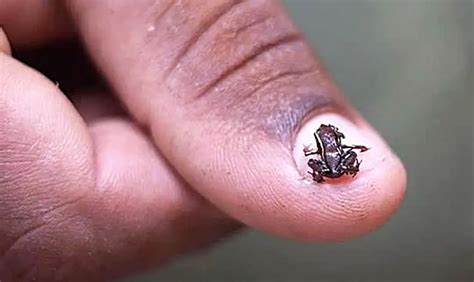 What Is The Smallest Animal In The World