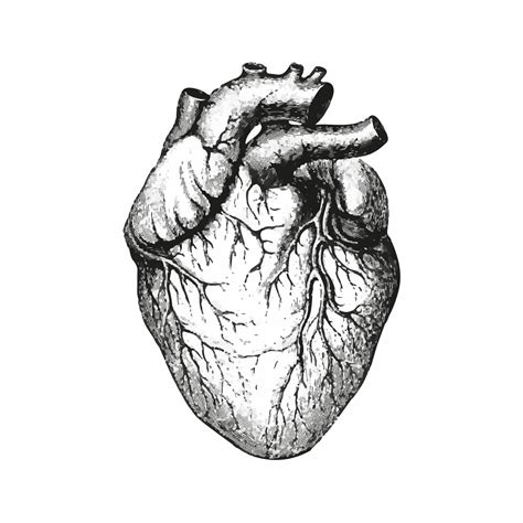 Heart Anatomy Black Outlined Human Heart Detailed Drawing Of A