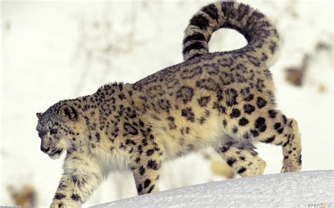 45 Snow Leopard Desktop Wallpaper