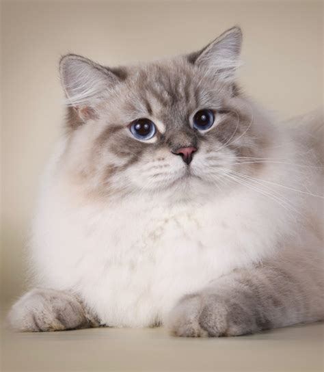 Siberian Cat Adopt