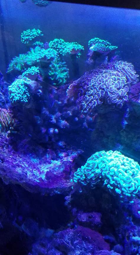 150 Marineland Reef Tank With Stand Leds Fish Coral Nemsny