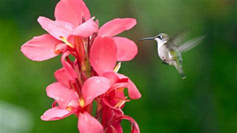 Top 10 Hummingbird Plants