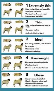 Body Condition Score Dog Images For Life