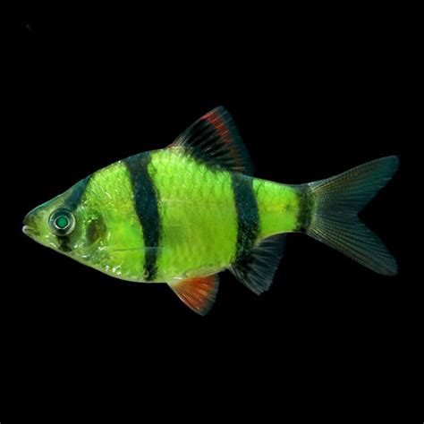 Glofish Electric Green Barb Tropical Fish For Freshwater Aquariums