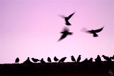 النزعتان المادية والمثالية في مذهب وحدة الوجود. مدونة إنسانة : الخوف والحرية