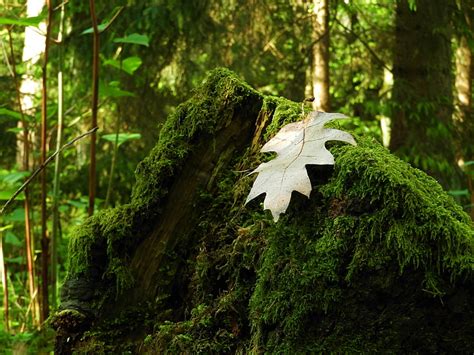 Free Photo Leaf Moss Forest Nature Forest Floor Leaves Fouling