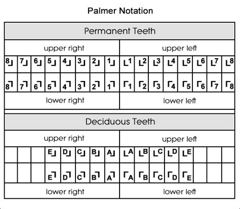 Palmer notation (also known as the military tooth numbering system)citation needed is a system the palmer notation consists of a symbol (┘└ ┐┌) designating in which quadrant the tooth is found. Dental Charts to Help You Understand the Tooth Numbering ...