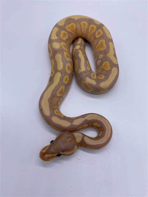 Banana Yellow Belly Ball Python By Kiss Konstrictors Morphmarket