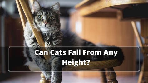 How Cats Fall On Their Feet Can A Cat Survive A Story Fall Oxford Pets