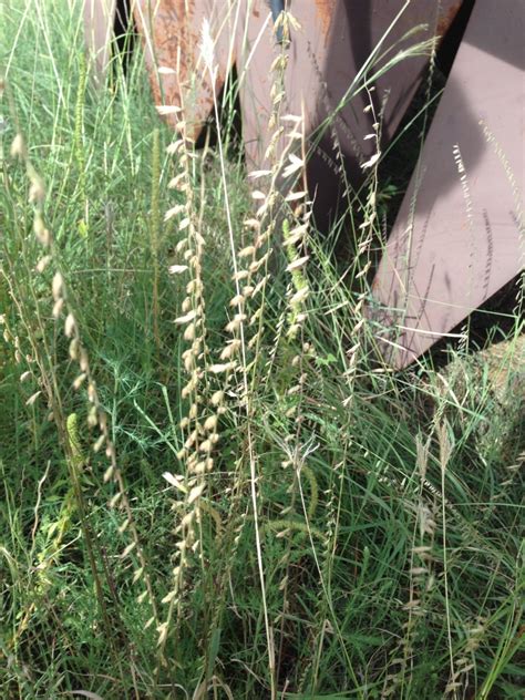 Sideoats Grama Great Basin Seeds Warm Season Grasses
