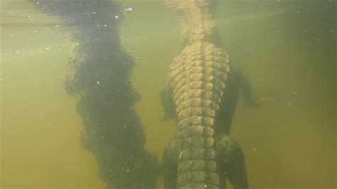 Underwater Gator Footage Captured On A Gopro Youtube