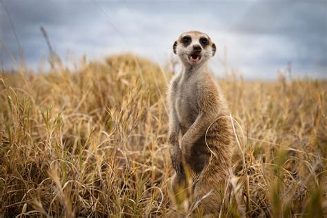 Wild Meerkat In Botswana Shot With A 50mm Lens Fabian Quanz Flickr